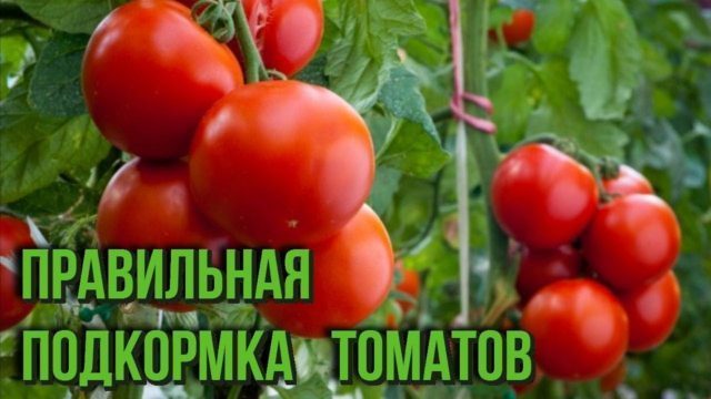 правильна підгодівля томатів